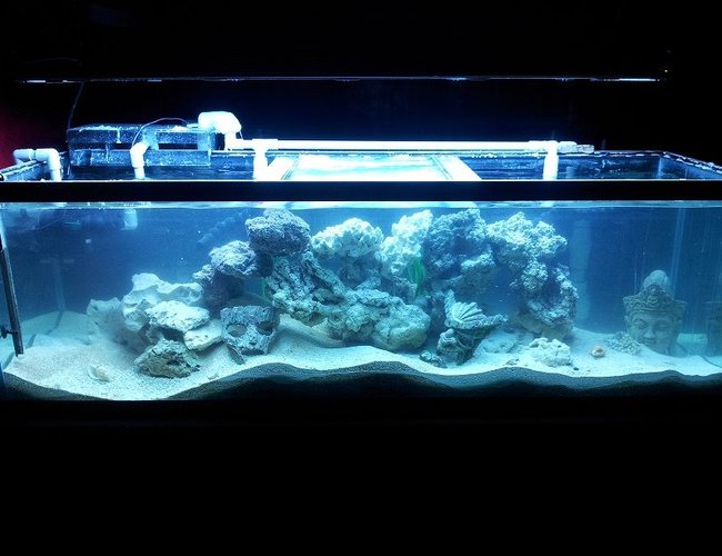 125 gallons reef tank (mostly live coral and fish) - 3rd cycle current fresh pallet! Suggestions let me know what u think! 125 gallons reef tank (mostly live coral and fish) - 3rd cycle current fresh pallet! Suggestions let me know what u think!