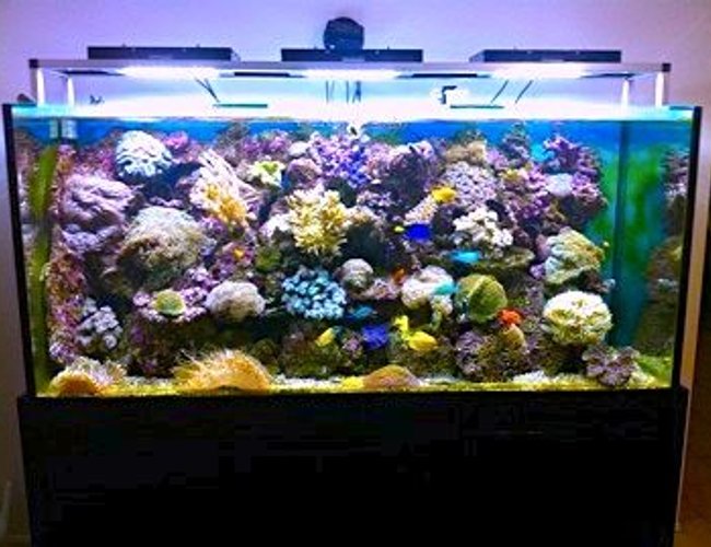 388 gallons reef tank (mostly live coral and fish) - reef cree leds 388 gallons reef tank (mostly live coral and fish) - reef cree leds