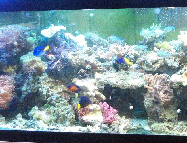277 gallons reef tank (mostly live coral and fish) - My 125 reef display 277 gallons reef tank (mostly live coral and fish) - My 125 reef display