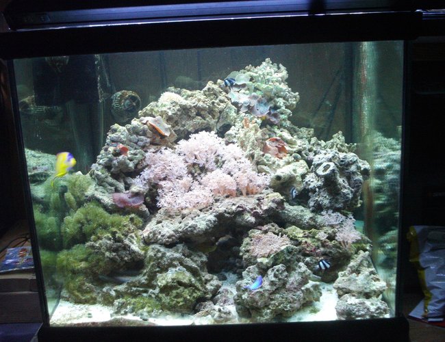 277 gallons reef tank (mostly live coral and fish) - My 93 cube after tar down and rebuild as part of my system 277 gallons reef tank (mostly live coral and fish) - My 93 cube after tar down and rebuild as part of my system