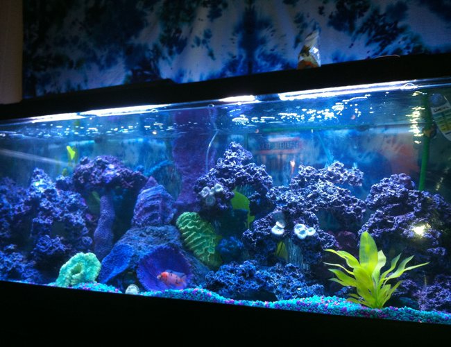125 gallons reef tank (mostly live coral and fish) 125 gallons reef tank (mostly live coral and fish)