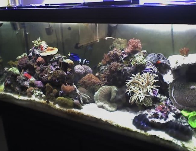 170 gallons reef tank (mostly live coral and fish) - update: 6/15/06 170 gallons reef tank (mostly live coral and fish) - update: 6/15/06