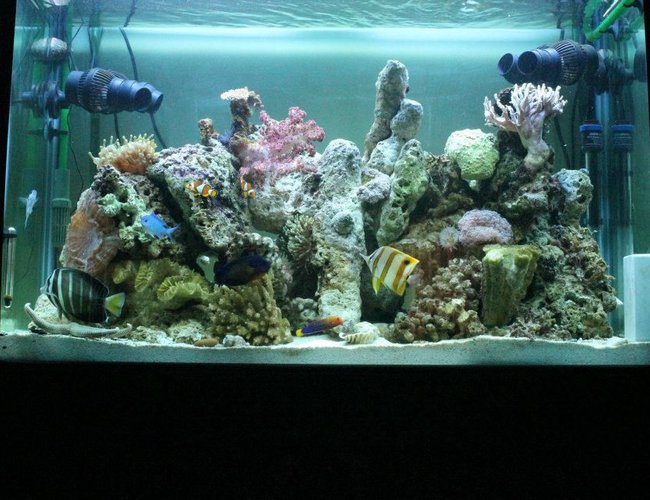 53 gallons reef tank (mostly live coral and fish) - June 2012 53 gallons reef tank (mostly live coral and fish) - June 2012