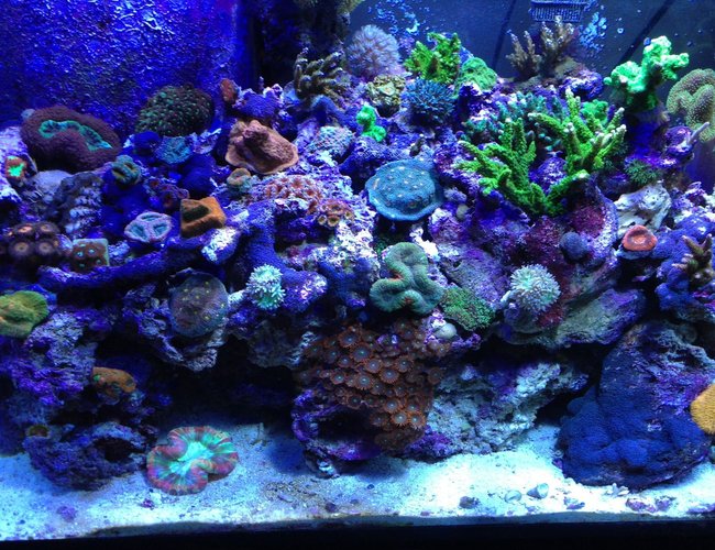 65 gallons reef tank (mostly live coral and fish) - Full view 65 gallons reef tank (mostly live coral and fish) - Full view