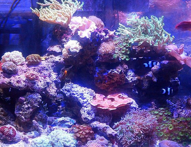 92 gallons reef tank (mostly live coral and fish) - One of 2 92 gallon displays 92 gallons reef tank (mostly live coral and fish) - One of 2 92 gallon displays