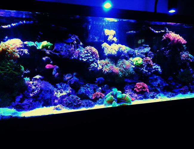 125 gallons reef tank (mostly live coral and fish) - Reef tank 125 gallons reef tank (mostly live coral and fish) - Reef tank