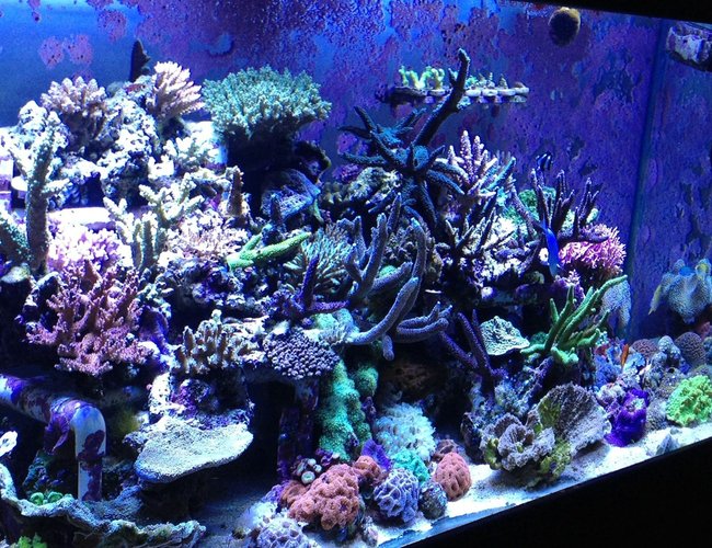 110 gallons reef tank (mostly live coral and fish) - Sps tank 110 gallons reef tank (mostly live coral and fish) - Sps tank