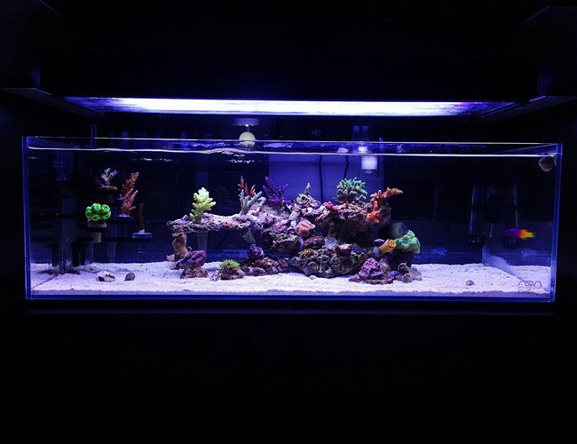 9 gallons reef tank (mostly live coral and fish) - My current ADA 60f reef
The clarity and quality of these tanks are amazing!! 9 gallons reef tank (mostly live coral and fish) - My current ADA 60f reef
The clarity and quality of these tanks are amazing!!
