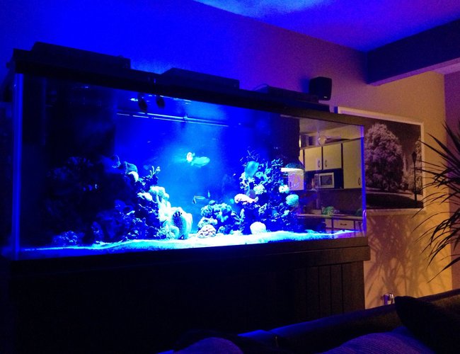 210 gallons reef tank (mostly live coral and fish) - tank at night 210 gallons reef tank (mostly live coral and fish) - tank at night