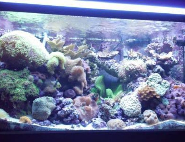 120 gallons reef tank (mostly live coral and fish) - 120 Gallon Reef Tank 120 gallons reef tank (mostly live coral and fish) - 120 Gallon Reef Tank