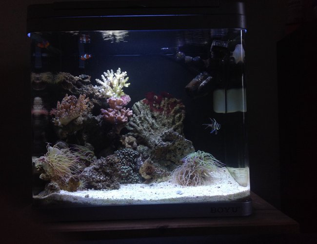46 gallons reef tank (mostly live coral and fish) - My nano reef tank 46 gallons reef tank (mostly live coral and fish) - My nano reef tank