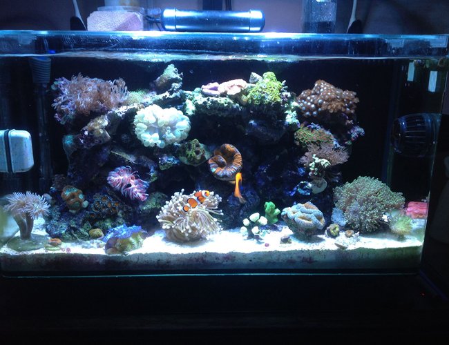 16 gallons reef tank (mostly live coral and fish) - My Coral Tank 16 gallons reef tank (mostly live coral and fish) - My Coral Tank