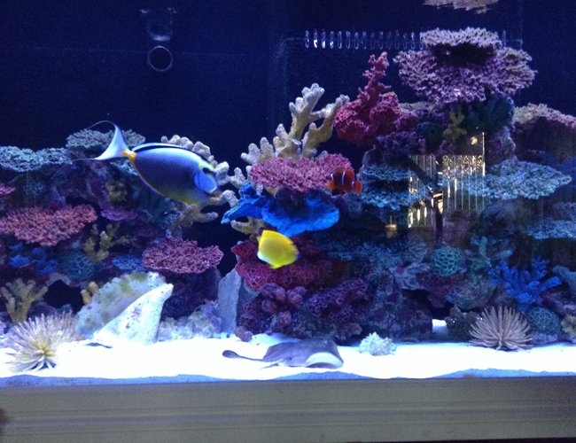 300 gallons reef tank (mostly live coral and fish) - My 300 gallon fowler. Recessed in the wall,
180 gallon sump,
Did all the work myself... 300 gallons reef tank (mostly live coral and fish) - My 300 gallon fowler. Recessed in the wall,
180 gallon sump,
Did all the work myself...