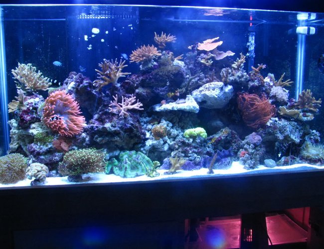 90 gallons reef tank (mostly live coral and fish) 90 gallons reef tank (mostly live coral and fish)