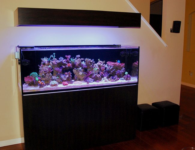 105 gallons reef tank (mostly live coral and fish) - 1 of 4. SEE PROFILE FOR ADDITIONAL IMAGES 105 gallons reef tank (mostly live coral and fish) - 1 of 4. SEE PROFILE FOR ADDITIONAL IMAGES
