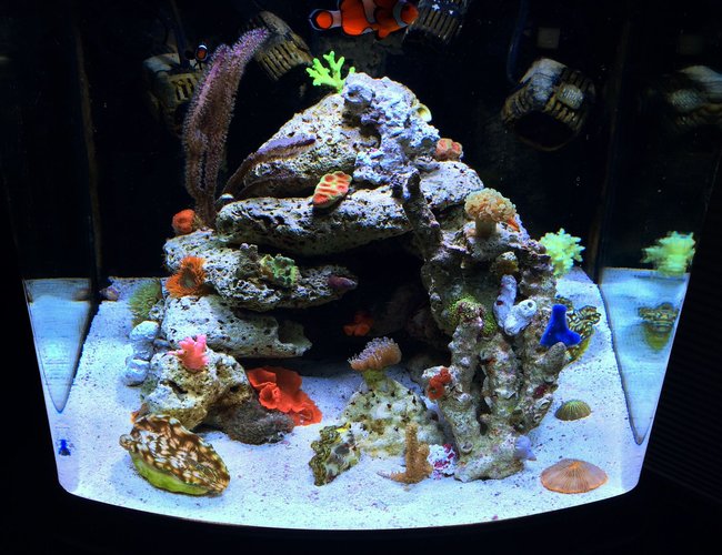28 gallons reef tank (mostly live coral and fish) - my reef tank 28 gallons reef tank (mostly live coral and fish) - my reef tank