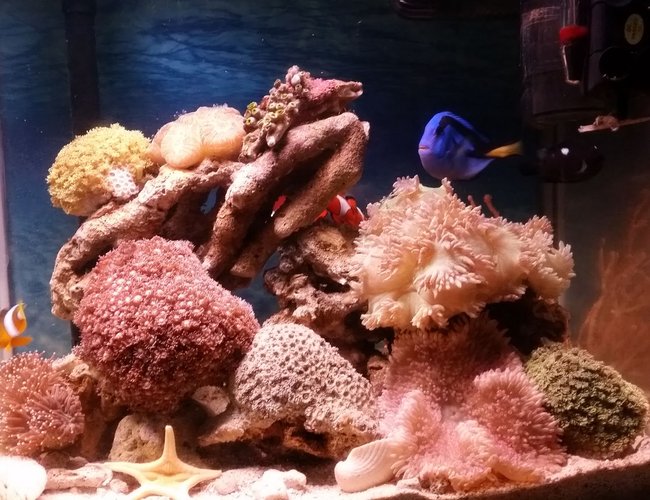 10 gallons reef tank (mostly live coral and fish) - My new tank. 10 gallons reef tank (mostly live coral and fish) - My new tank.