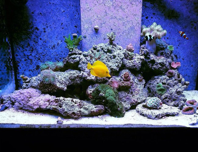 70 gallons reef tank (mostly live coral and fish) - My reef 70 gallons reef tank (mostly live coral and fish) - My reef