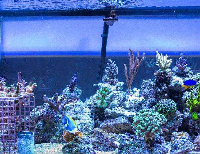 75 gallons reef tank (mostly live coral and fish) - 75 gallon SPS Dominated Mixed Reef Tank 75 gallons reef tank (mostly live coral and fish) - 75 gallon SPS Dominated Mixed Reef Tank