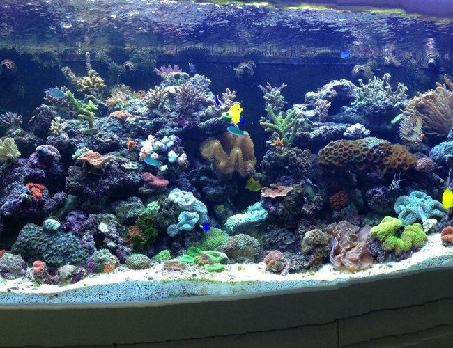 65 gallons reef tank (mostly live coral and fish) - My tank 65 gallons reef tank (mostly live coral and fish) - My tank