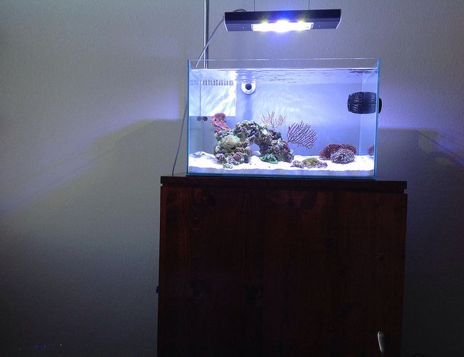 12 gallons reef tank (mostly live coral and fish) - Mr Aqua 11.8 12 gallons reef tank (mostly live coral and fish) - Mr Aqua 11.8