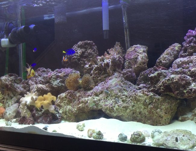75 gallons reef tank (mostly live coral and fish) - Young reef tank 75 gallons reef tank (mostly live coral and fish) - Young reef tank