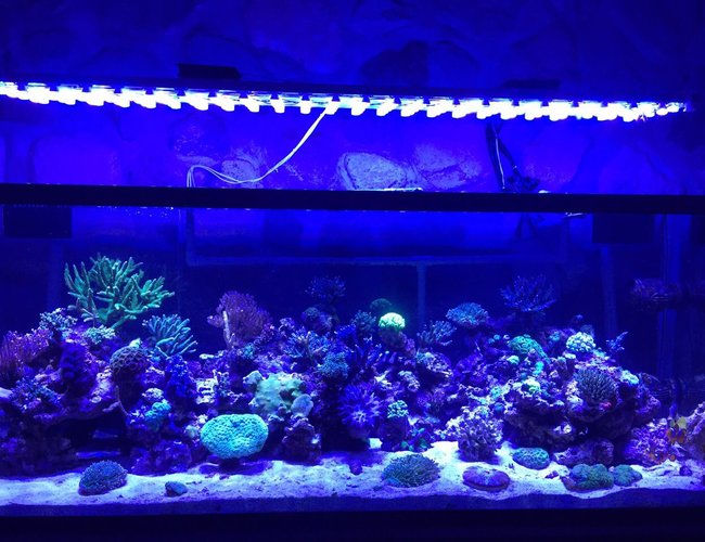 400 gallons reef tank (mostly live coral and fish) - my reef tank 400 gallons reef tank (mostly live coral and fish) - my reef tank
