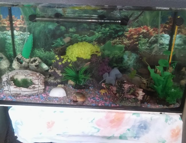 20 gallons reef tank (mostly live coral and fish) - MY BEAUTY..NOT MUCH BUT MY 1STE TANK 20 gallons reef tank (mostly live coral and fish) - MY BEAUTY..NOT MUCH BUT MY 1STE TANK