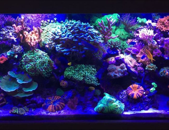 90 gallons reef tank (mostly live coral and fish) - My 90 gallon mixed Reef 90 gallons reef tank (mostly live coral and fish) - My 90 gallon mixed Reef