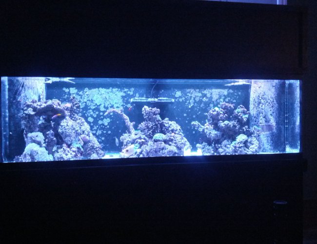 125 gallons reef tank (mostly live coral and fish) - 125 gal 125 gallons reef tank (mostly live coral and fish) - 125 gal