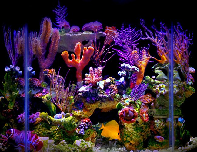 23 gallons reef tank (mostly live coral and fish) - My 23 gallon flat back hexagonal reef tank. 23 gallons reef tank (mostly live coral and fish) - My 23 gallon flat back hexagonal reef tank.