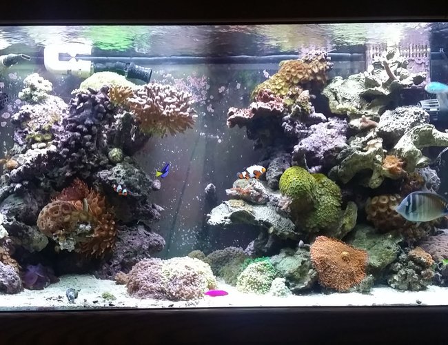 90 gallons reef tank (mostly live coral and fish) - Main display 90 gallons reef tank (mostly live coral and fish) - Main display