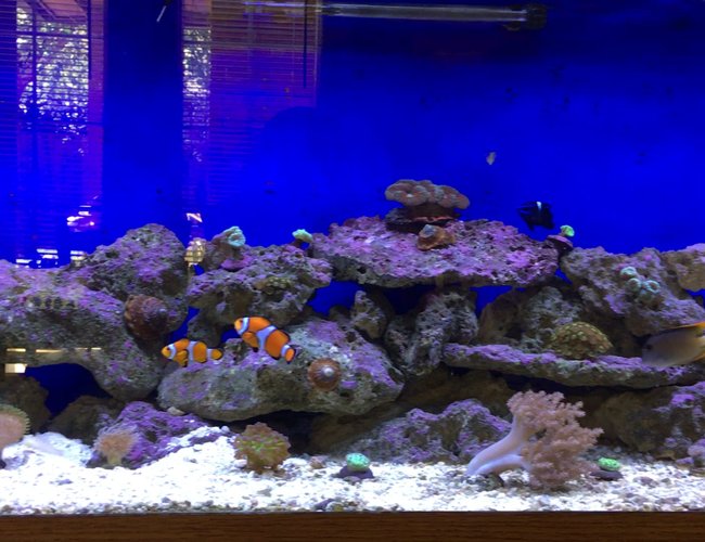 125 gallons reef tank (mostly live coral and fish) - 125 Gallon Reef Tank 125 gallons reef tank (mostly live coral and fish) - 125 Gallon Reef Tank