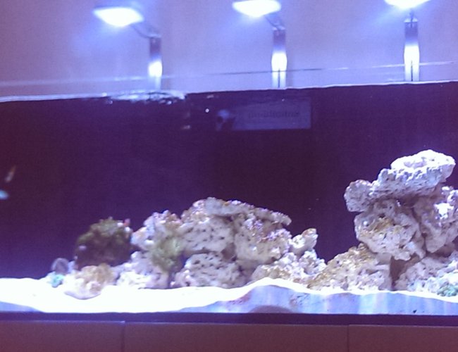 143 gallons reef tank (mostly live coral and fish) - Red Sea Reefer 525XL - cycling stage July 2016 143 gallons reef tank (mostly live coral and fish) - Red Sea Reefer 525XL - cycling stage July 2016