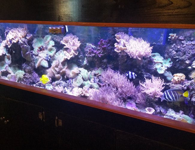 125 gallons reef tank (mostly live coral and fish) - 125 gallon reef - The Brooklyn Hoodlum Fish
30 gallon Sump
2 WP40 Wave Makers
3 DSuny LED Fixtures 125 gallons reef tank (mostly live coral and fish) - 125 gallon reef - The Brooklyn Hoodlum Fish
30 gallon Sump
2 WP40 Wave Makers
3 DSuny LED Fixtures