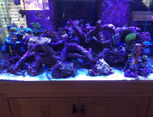 120 gallons reef tank (mostly live coral and fish) - 120 mixed reef 120 gallons reef tank (mostly live coral and fish) - 120 mixed reef
