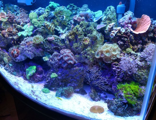 46 gallons reef tank (mostly live coral and fish) - 46gal reef tank This tank is only been going 4 months, going well so far! So glad I got back into this hobbie after a 7 year hiatus! Still battling the new tank alge and cynical but I'm fighting it. 46 gallons reef tank (mostly live coral and fish) - 46gal reef tank This tank is only been going 4 months, going well so far! So glad I got back into this hobbie after a 7 year hiatus! Still battling the new tank alge and cynical but I'm fighting it.