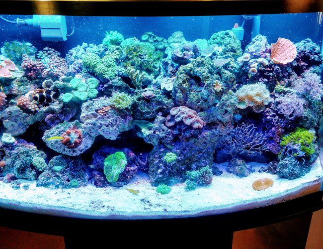 46 gallons reef tank (mostly live coral and fish) - 46 bowfront reef
Inverts, softies,LPs, and limited sps 46 gallons reef tank (mostly live coral and fish) - 46 bowfront reef
Inverts, softies,LPs, and limited sps