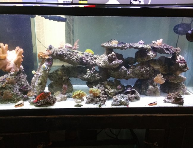75 gallons reef tank (mostly live coral and fish) - 75 with one hawk 75 gallons reef tank (mostly live coral and fish) - 75 with one hawk