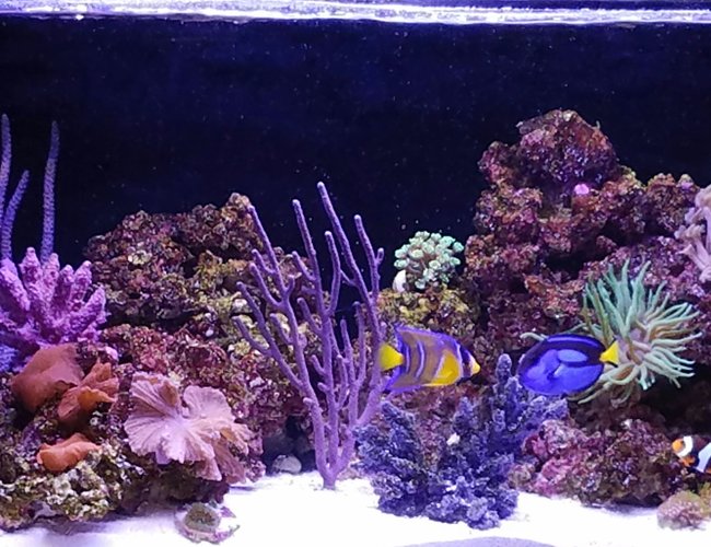 20 gallons reef tank (mostly live coral and fish) - My reef tank 20 gallons reef tank (mostly live coral and fish) - My reef tank