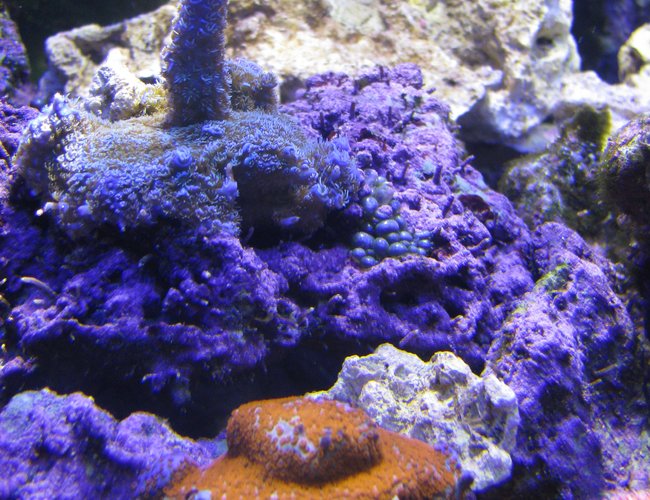 180 gallons reef tank (mostly live coral and fish) - Superman stag 180 gallons reef tank (mostly live coral and fish) - Superman stag