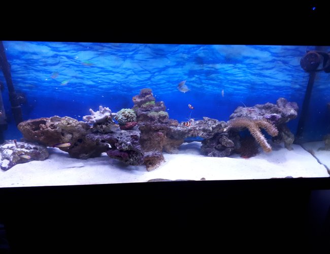 64 gallons reef tank (mostly live coral and fish) - Newly established about 4 months old, only introduced a few soft corals and fish into it this month once tank was fully cycled and clean up crew got to work 64 gallons reef tank (mostly live coral and fish) - Newly established about 4 months old, only introduced a few soft corals and fish into it this month once tank was fully cycled and clean up crew got to work