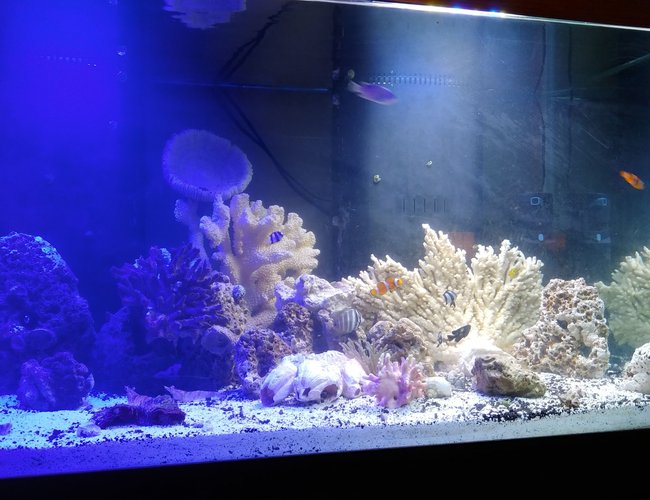 125 gallons reef tank (mostly live coral and fish) - Relaxation at its finest 125 gallons reef tank (mostly live coral and fish) - Relaxation at its finest