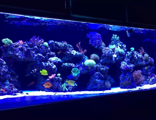 139 gallons reef tank (mostly live coral and fish) - MY 140 GALLON REEF TANK 139 gallons reef tank (mostly live coral and fish) - MY 140 GALLON REEF TANK