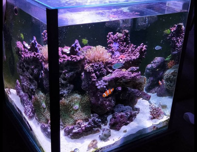 52 gallons reef tank (mostly live coral and fish) - Cube corner tank 52 gallons reef tank (mostly live coral and fish) - Cube corner tank