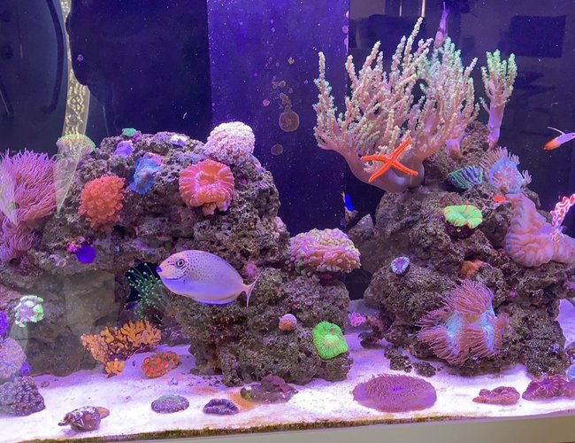 85 gallons reef tank (mostly live coral and fish) - First upload to the site. :) 85 gallons reef tank (mostly live coral and fish) - First upload to the site. :)