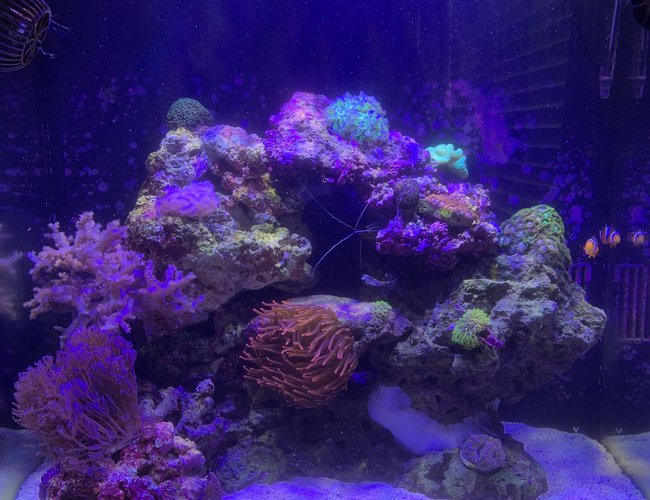 32 gallons reef tank (mostly live coral and fish) - 6 months in 32 gallons reef tank (mostly live coral and fish) - 6 months in