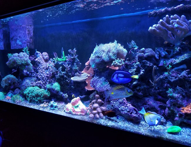 75 gallons reef tank (mostly live coral and fish) - My 75g before I lost it due to the hurricanes 75 gallons reef tank (mostly live coral and fish) - My 75g before I lost it due to the hurricanes