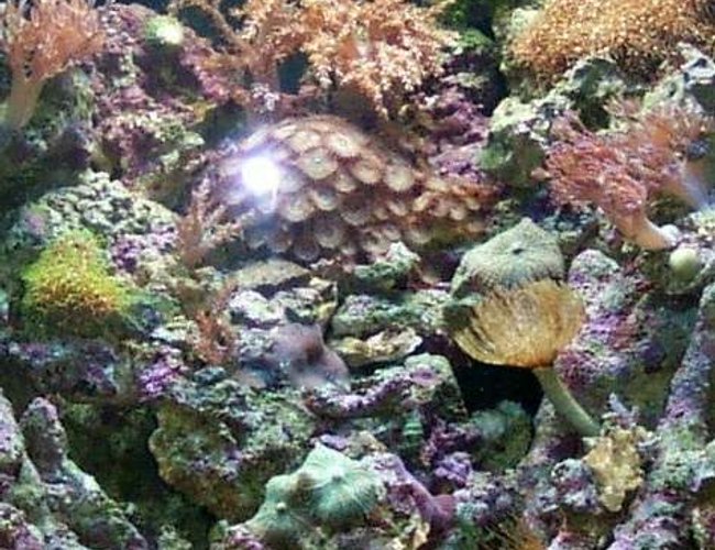 24 gallons reef tank (mostly live coral and fish) - 24 Gallon Nano Tank full of Xenia, Colt, Mushrooms, Zoots, Polyps, Feather Duster, Micro Algea and a few fish too! 24 gallons reef tank (mostly live coral and fish) - 24 Gallon Nano Tank full of Xenia, Colt, Mushrooms, Zoots, Polyps, Feather Duster, Micro Algea and a few fish too!