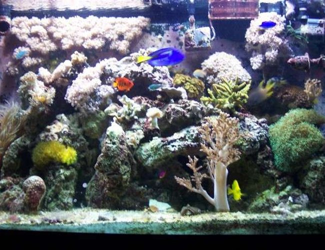 94 gallons reef tank (mostly live coral and fish) - 95 gallon tank 94 gallons reef tank (mostly live coral and fish) - 95 gallon tank